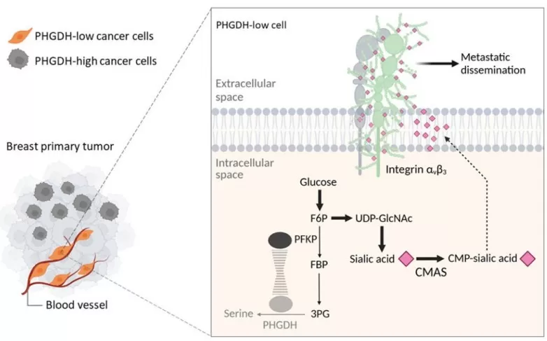 Schematic representation of the mechanism by which PHGDH-low cells increase metastatic dissemination from the primary tumor
